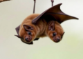 Bats in Farmed Savannas Carry a Surprising Load of Potential Pathogens in Their Guts