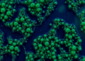 Tiny Ocean Algae Reveal How Monsoon Rains Weakened the Indian Ocean's Carbon Pump During the Last Ice Age