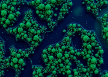 Tiny Ocean Algae Reveal How Monsoon Rains Weakened the Indian Ocean's Carbon Pump During the Last Ice Age