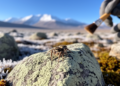 Two New Dwarf Spiders Discovered at High Elevations on the Tibetan Plateau