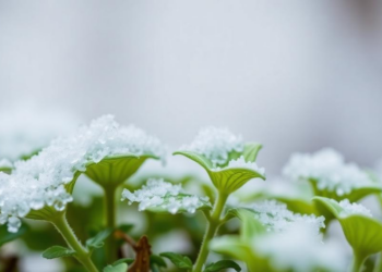 Cold Turns a Genetic Brake Off: How a Single Gene Reshuffles Plant Genomes in the Chill