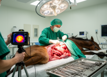 Thermal camera guides colic surgery after wooden stick perforates horse's jejunum