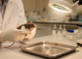 Rat Brain Coil Study Sparks Debate Over What Biocompatibility Really Means