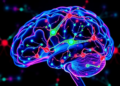 New Chemigenetic Tool CLOK Color-Codes Neurons by Birthdate to Reveal How Circuits Assemble