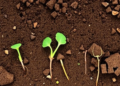 Two Soil Bacteria Team Up to Supercharge Rapeseed Growth by Rewiring the Root Microbiome
