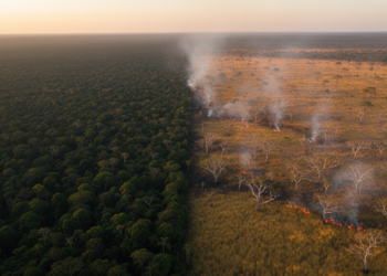 Brazil's Fires Split Along Cerrado–Amazon Divide, Four Decades of Data Show