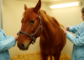 First Scandinavian Case of Equine Neuroborreliosis Confirmed by Spinal Fluid PCR in a Mare
