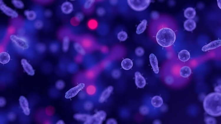 Methotrexate Blunts Neutrophil Migration and Boosts LOX-1 Expression, Study Finds
