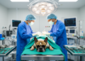 French Bulldogs Drive a Decade of Dramatic Change in Veterinary Referral Surgery at a UK Hospital