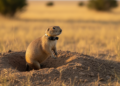 Heavier prairie dogs move with lower acceleration, collar data reveal