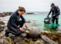 Pairing Animal Trackers with Underwater Cameras Reveals Hidden Ecology