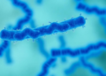 Blue Bacterial Pigment Boosted 2.3-Fold Shows Diabetes and Obesity Potential