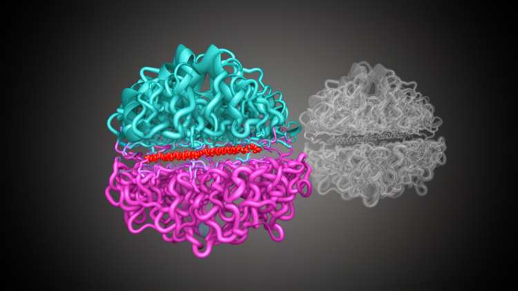 AlphaFold 3 Structures Can Guide T-Cell Receptor Engineering, With Caveats