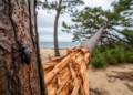 Wood-boring beetle raises bole breakage risk in Japan's coastal forests
