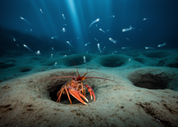 Rethinking Deep-Sea Protected Areas: Larval Highways Hold the Key to Norway Lobster Recovery