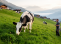 High-Yielding Dairy Cows Can Thrive on Nearly Grass-Only Mountain Farms, Five-Year Trial Shows