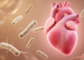 Gut Microbe Bifidobacterium Emerges as a Marker of Heart Failure Recovery