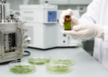 Gamma Irradiation Reshapes the Volatile Chemistry and Antibacterial Power of Mugwort Leaf Oil
