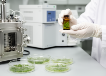 Gamma Irradiation Reshapes the Volatile Chemistry and Antibacterial Power of Mugwort Leaf Oil