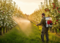 Weed-Based Sprays Boost Apple Yield and Quality When Timed to Tree Growth Stages