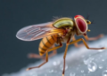 Salt Stress Reveals Hidden Genes That Set the Pace of the Fruit Fly Heart