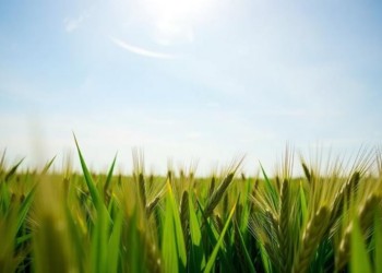 Nano-NPK foliar sprays boost soil nitrogen and wheat nitrogen uptake in two-year field trial