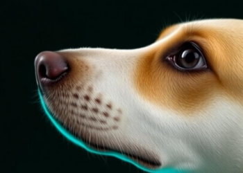 Lab-Grown Tumors From Dogs' Noses Open a New Window on Hard-to-Treat Cancer