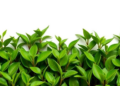 22 Tea Plant Genomes Show Conserved ARR Subgroups and Shell Orthogroup Variation