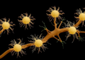 Knocking out three transporters reshapes selenium metabolism in engineered Bacillus subtilis