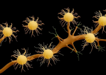 Knocking out three transporters reshapes selenium metabolism in engineered Bacillus subtilis