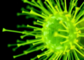 Rice Pathogen's Dual-Purpose Enzyme Keeps Its Membrane Intact and Its Virulence Sharp