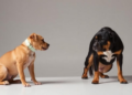 Systematic Review Finds Dog Judgment Bias Tests Methodologically Fragile