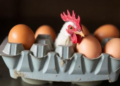 Heavy Metals in Cameroon's Chicken Meat and Eggs Raise Health Concerns for Children