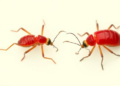 Scrub typhus can mimic Kawasaki disease and damage children's coronary arteries