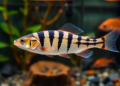 Lower stocking density boosts striped dwarf catfish growth in biofloc systems