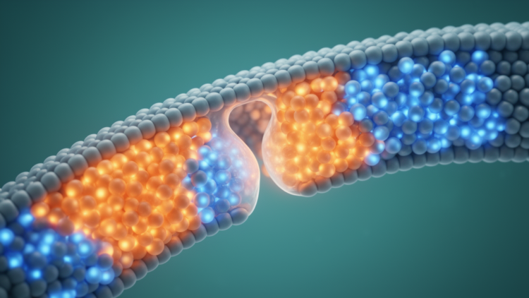 Super-Resolution Imaging Reveals How Cells Sort Lipids During Endocytosis