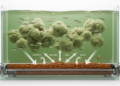 Microbial Flocks Turn Fish Waste Into Feed, Reshaping Sustainable Aquaculture