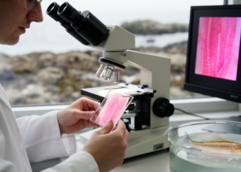 Histology and morphometry of the skin of the Korean ice goby Leucopsarion petersii (Gobiiformes, Gobiidae), in relation to its ecology and habitat