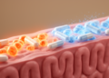 Dead Bacteria, Living Protection: Heat-Killed Probiotic Blocks Inflammatory Cell Death to Heal Stomach Ulcers