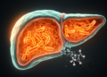 Lost tumor brake found to rewire liver cancer cell power plants