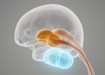 Jaw joint disc traced to a tendon, not the condyle, in mouse embryos