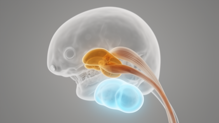 Jaw joint disc traced to a tendon, not the condyle, in mouse embryos