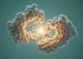 Simplified Ancestral Enzyme Built From Fewer Amino Acids Unexpectedly Produces ATP From ADP