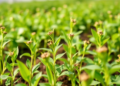 New Framework Measures Genetic Covariance Between Plant Breeding Populations