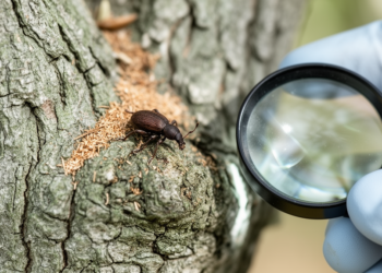 Olive Bark Beetle Discovered in Czech Republic Raises Fears of a Central European Spread