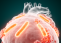 Early Mitochondrial Changes Emerge Before Disease in Arrhythmogenic Cardiomyopathy Model