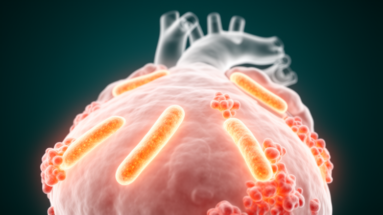 Early Mitochondrial Changes Emerge Before Disease in Arrhythmogenic Cardiomyopathy Model