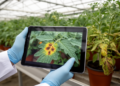Research report: Instance-level localization and similarity-aware contrastive learning for robust plant disease classification
