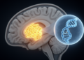 Tumour suppressor gene loss sparks childhood brain tumour in mice, revealing hidden driver