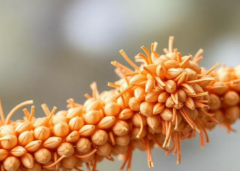 How a Common Grain Toxin Hijacks Cells—and How Probiotics Fight Back